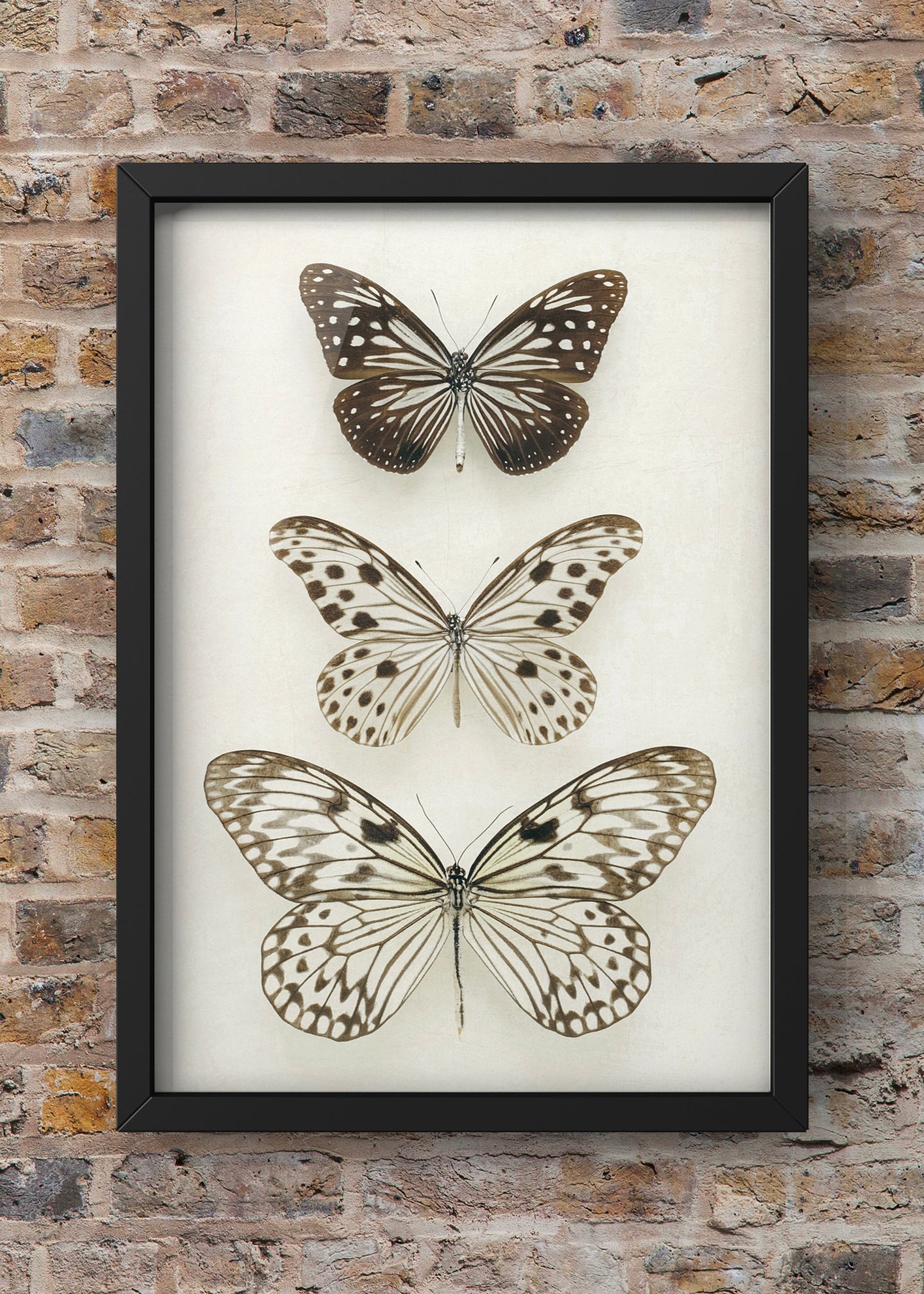 Three Neutral Butterflies| Minimal  Art  | By Alyson Fennell
