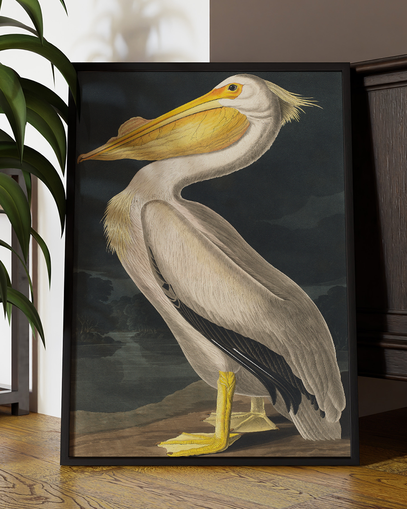 American White Pelican Wall Art Print | Birds of America (1827) | Vintage Wall Art | John James Audubon Art