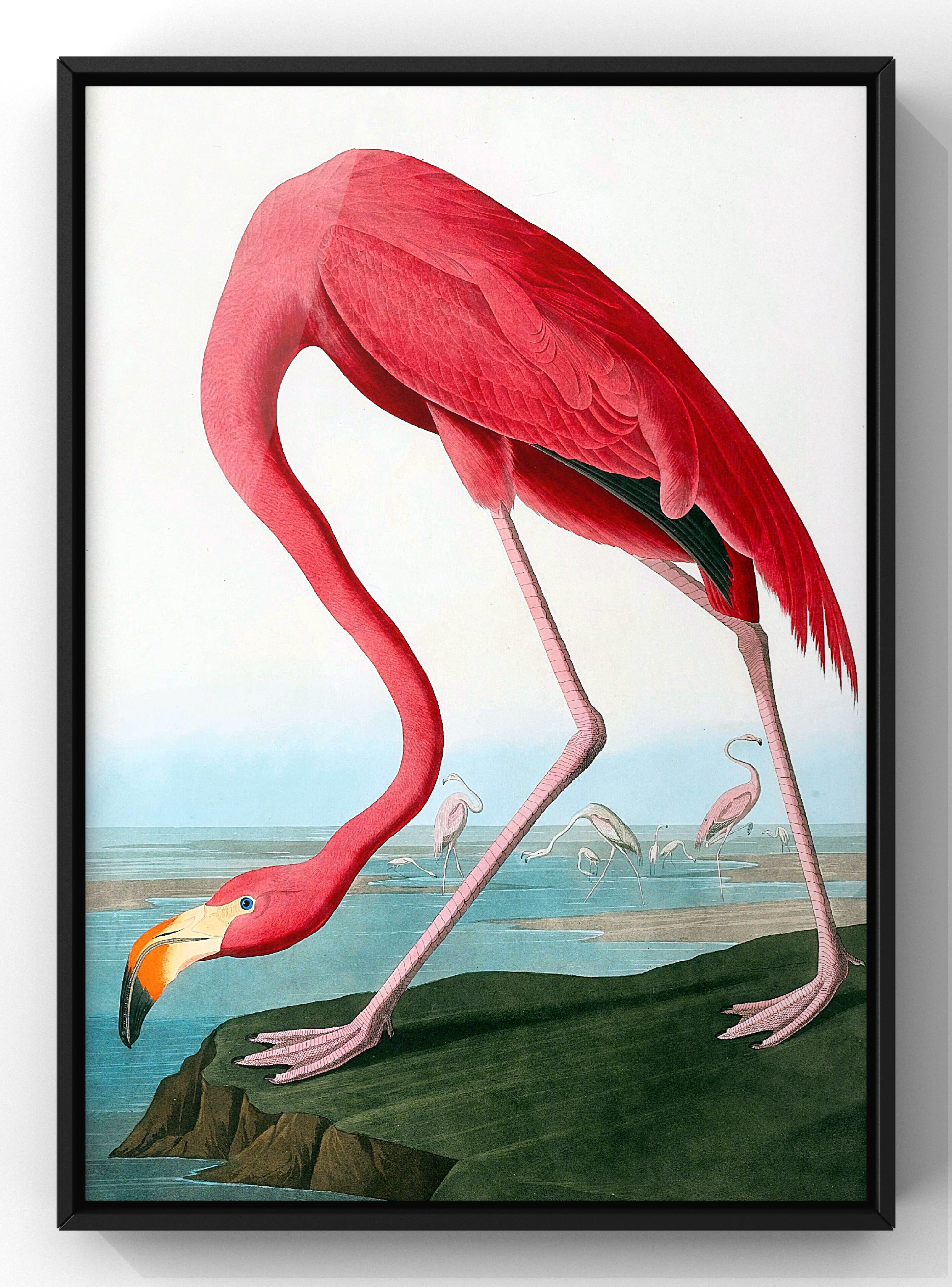 American Flamingo Vintage Print  Vintage Wall Art – Wolf & Bear