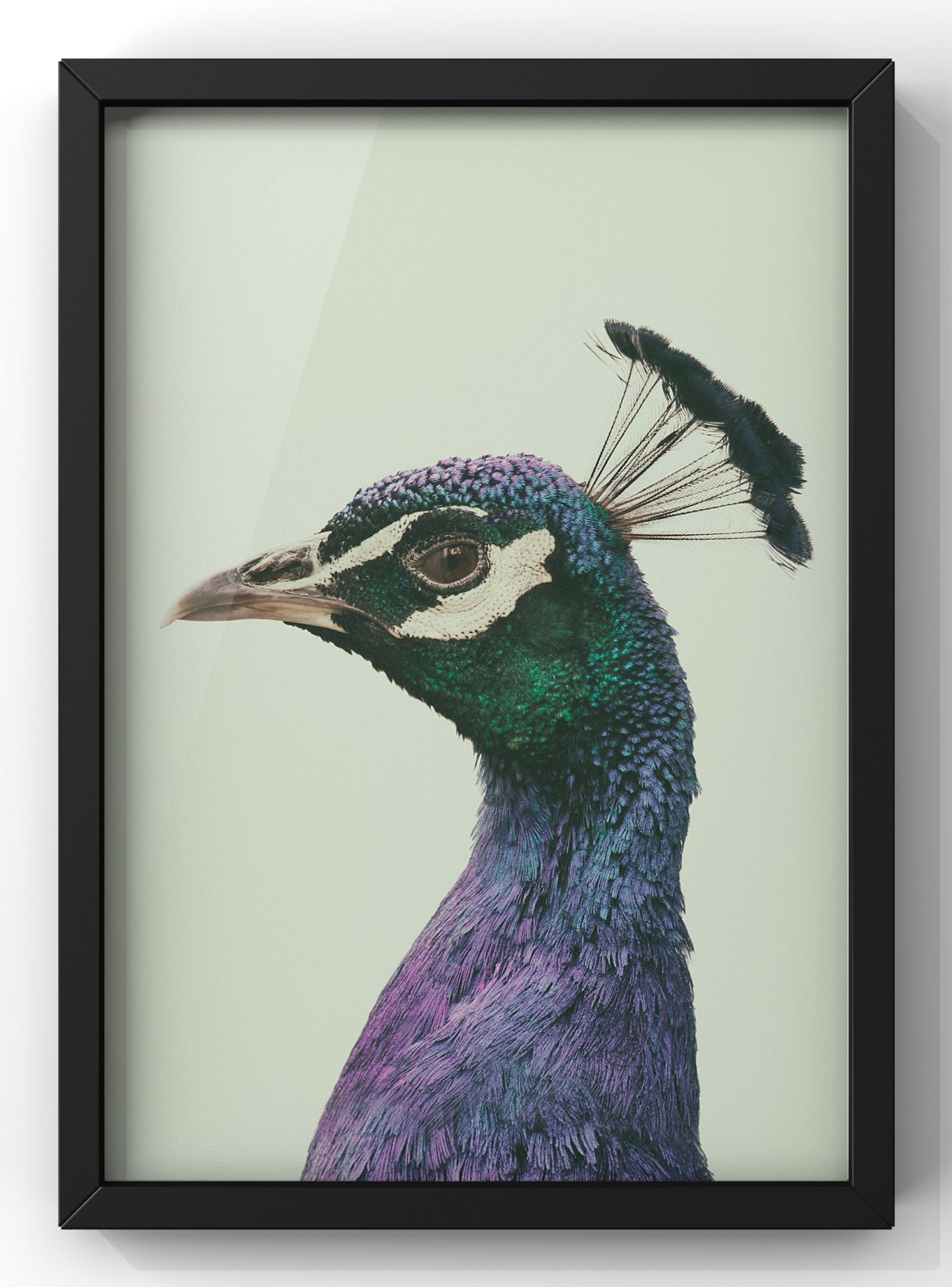 Peaking Peacock Print | Peacock Portrait Wall Art