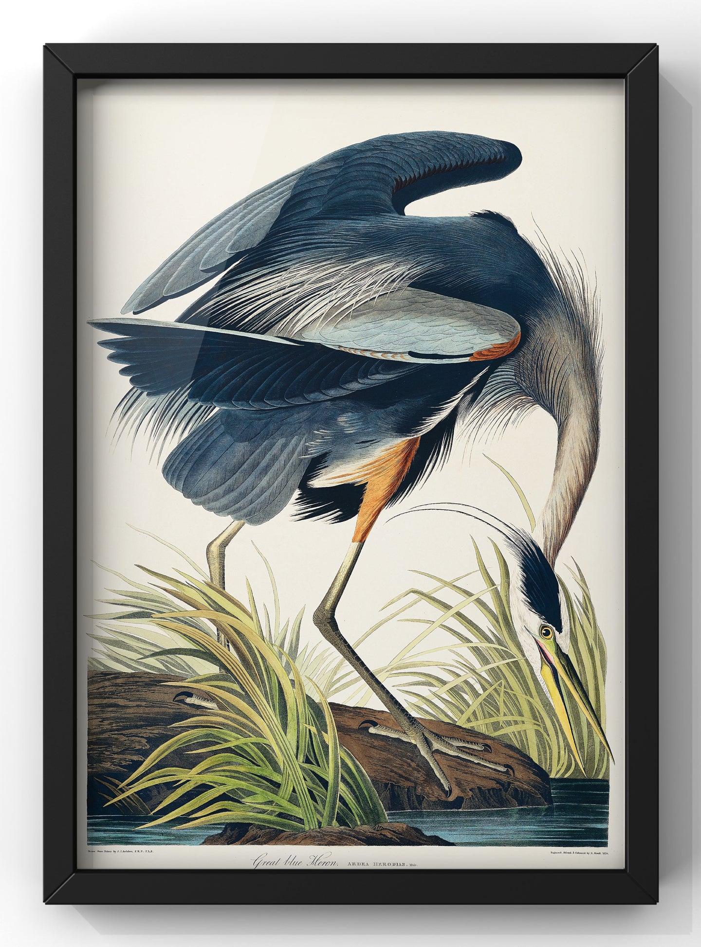 Great Blue Heron (Vintage Illustration from Birds Of America by John Audubon